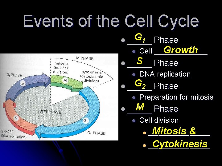 Events of the Cell Cycle G 1 l _____ l Growth Cell _______ S