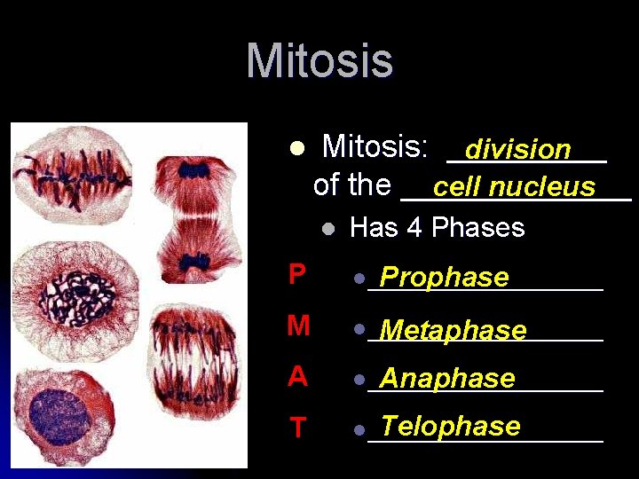 Mitosis l Mitosis: _____ division of the _______ cell nucleus l Has 4 Phases