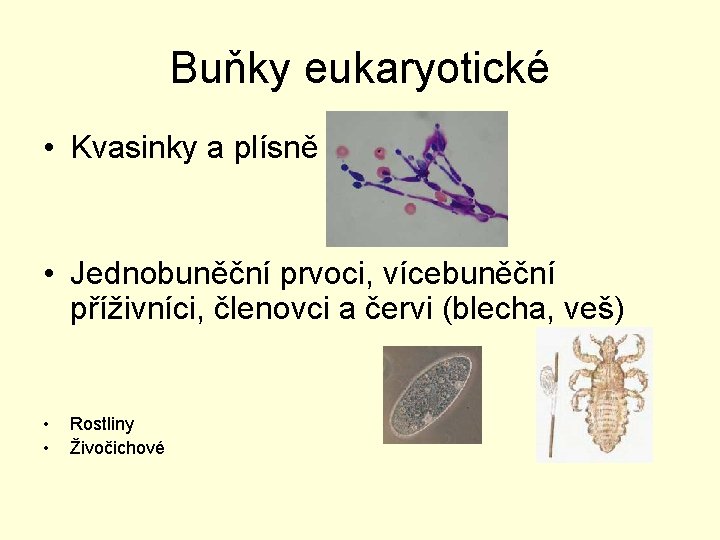 Buňky eukaryotické • Kvasinky a plísně • Jednobuněční prvoci, vícebuněční příživníci, členovci a červi