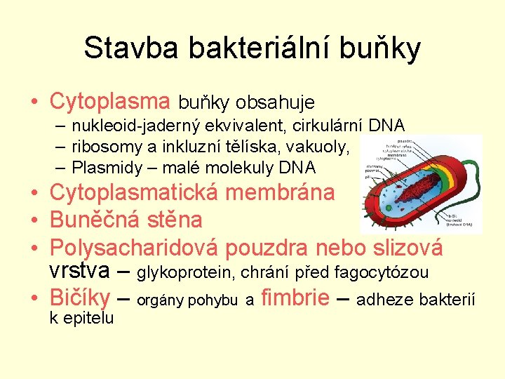 Stavba bakteriální buňky • Cytoplasma buňky obsahuje – nukleoid-jaderný ekvivalent, cirkulární DNA – ribosomy