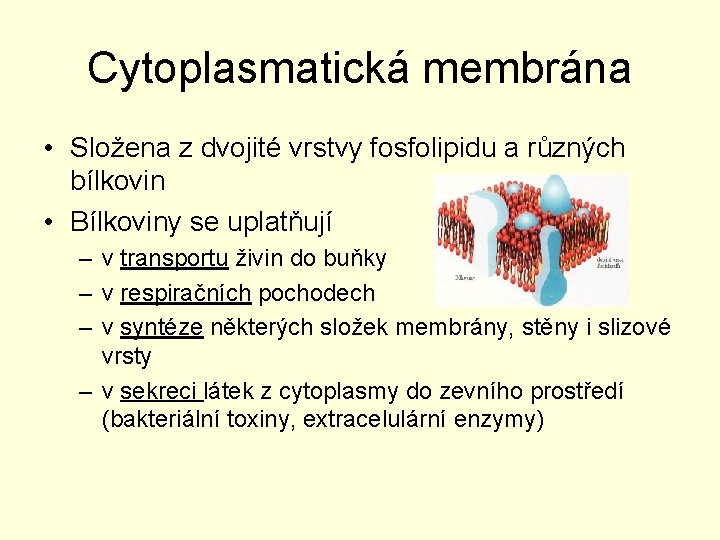 Cytoplasmatická membrána • Složena z dvojité vrstvy fosfolipidu a různých bílkovin • Bílkoviny se