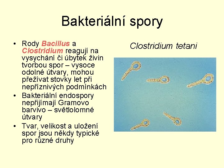 Bakteriální spory • Rody Bacillus a Clostridium reagují na vysychání či úbytek živin tvorbou