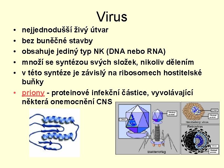 Virus • • • nejjednodušší živý útvar bez buněčné stavby obsahuje jediný typ NK