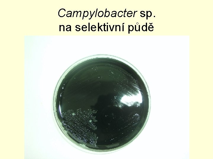 Campylobacter sp. na selektivní půdě 