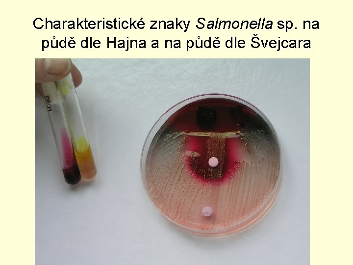 Charakteristické znaky Salmonella sp. na půdě dle Hajna a na půdě dle Švejcara 