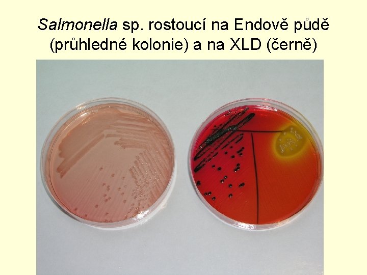 Salmonella sp. rostoucí na Endově půdě (průhledné kolonie) a na XLD (černě) 