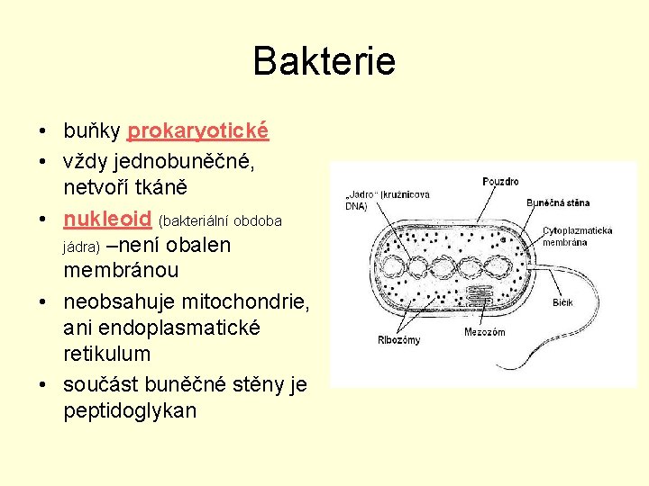 Bakterie • buňky prokaryotické • vždy jednobuněčné, netvoří tkáně • nukleoid (bakteriální obdoba jádra)