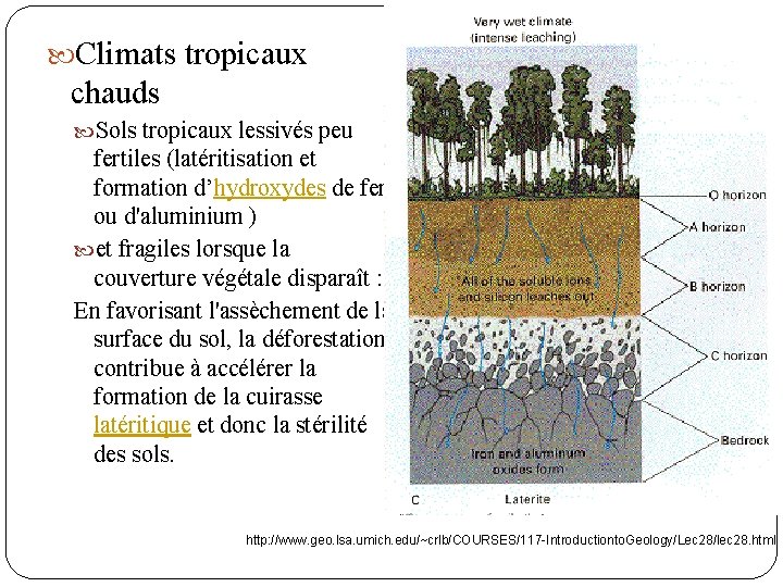  Climats tropicaux chauds Sols tropicaux lessivés peu fertiles (latéritisation et formation d’hydroxydes de