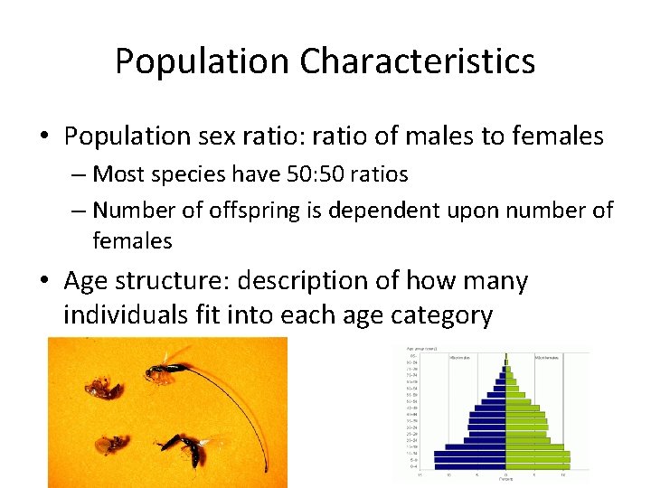 Population Characteristics • Population sex ratio: ratio of males to females – Most species