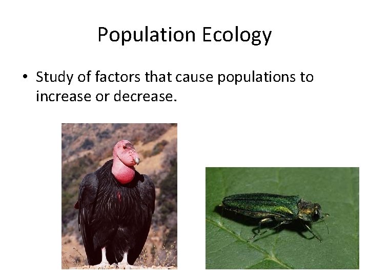 Population Ecology • Study of factors that cause populations to increase or decrease. 