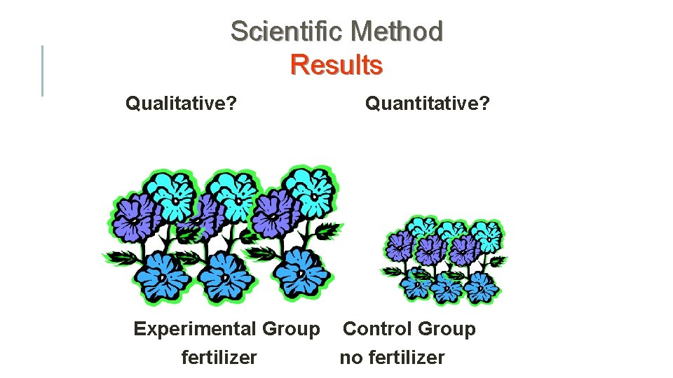 Scientific Method Results Qualitative? Quantitative? Experimental Group Control Group fertilizer no fertilizer 