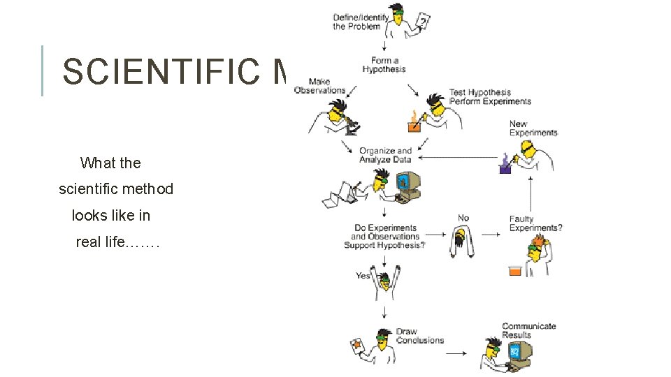 SCIENTIFIC METHOD What the scientific method looks like in real life……. 