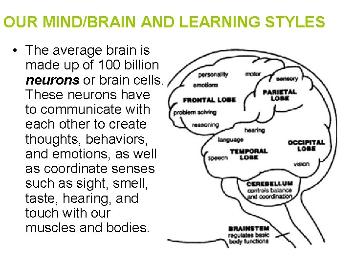 OUR MIND/BRAIN AND LEARNING STYLES • The average brain is made up of 100