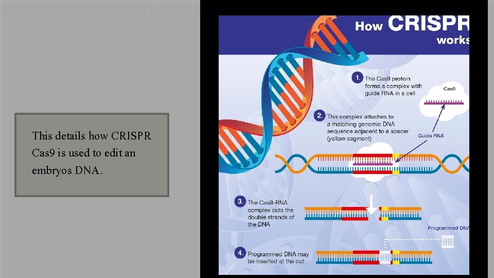 This details how CRISPR Cas 9 is used to edit an embryos DNA. 