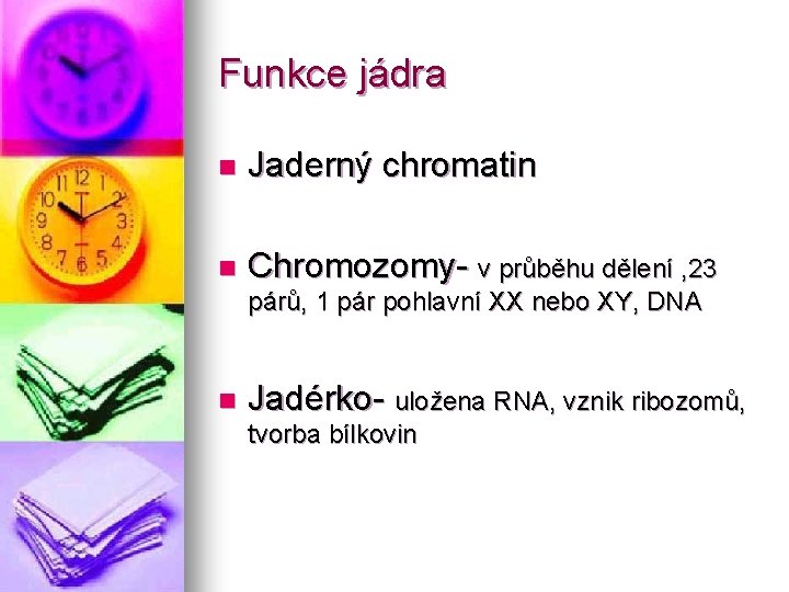 Funkce jádra n Jaderný chromatin n Chromozomy- v průběhu dělení , 23 párů, 1