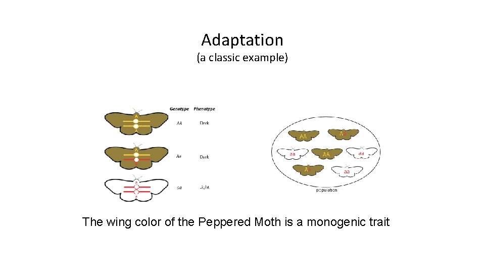 Adaptation (a classic example) The wing color of the Peppered Moth is a monogenic