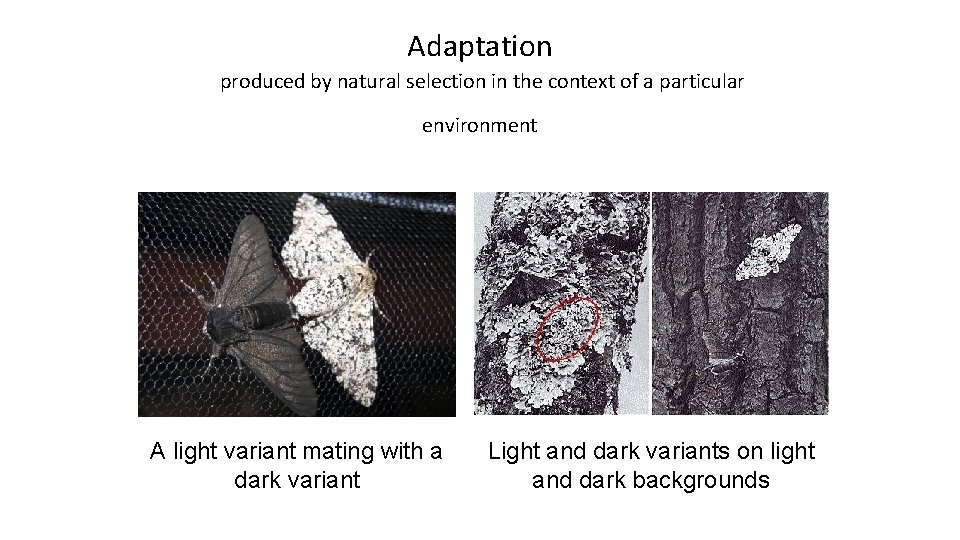 Adaptation produced by natural selection in the context of a particular environment A light