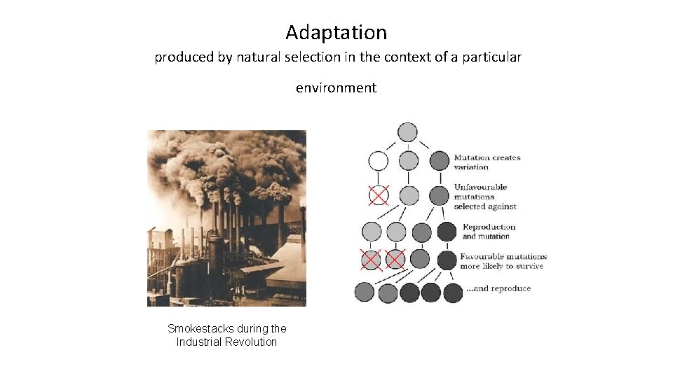 Adaptation produced by natural selection in the context of a particular environment Smokestacks during