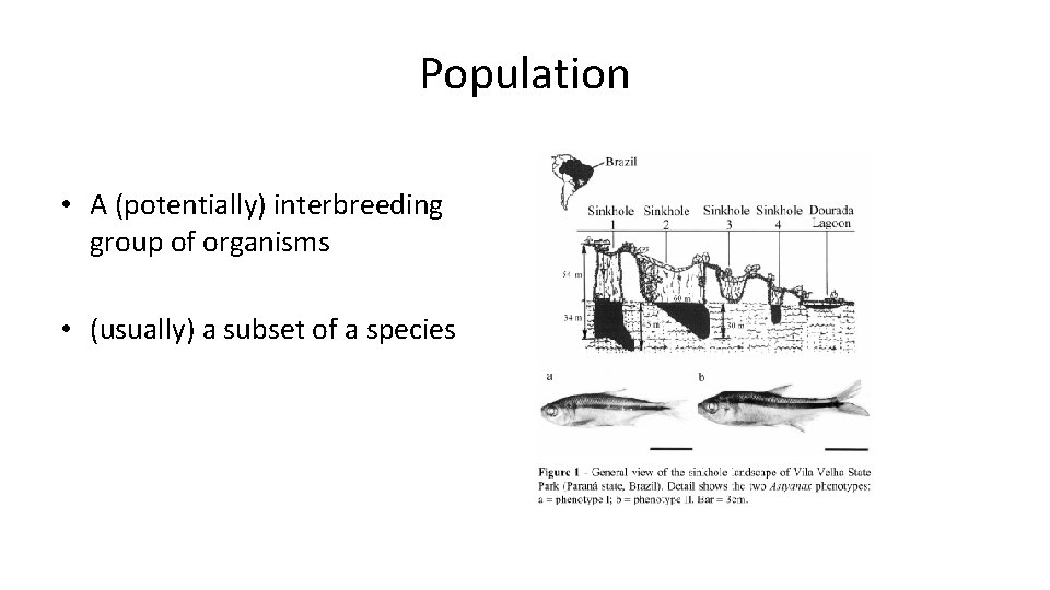 Population • A (potentially) interbreeding group of organisms • (usually) a subset of a