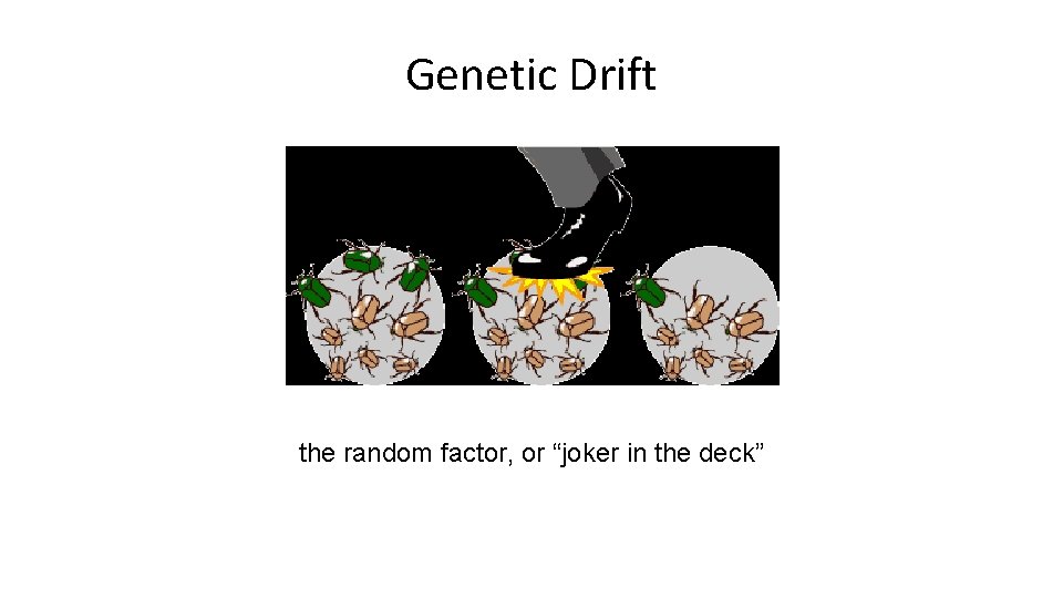Genetic Drift the random factor, or “joker in the deck” 