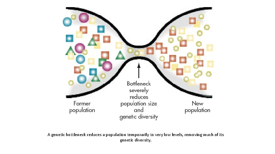 A genetic bottleneck reduces a population temporarily to very low levels, removing much of