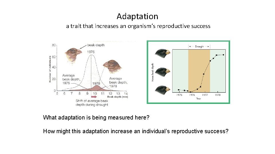 Adaptation a trait that increases an organism’s reproductive success What adaptation is being measured