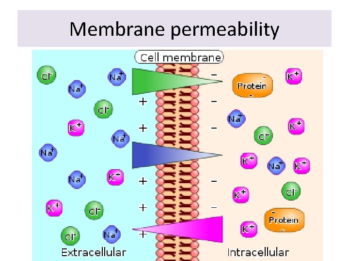 Membrane permeability 