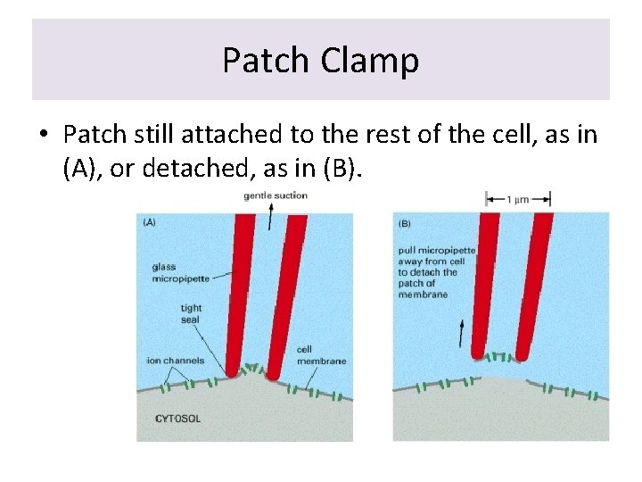 Patch Clamp • Patch still attached to the rest of the cell, as in