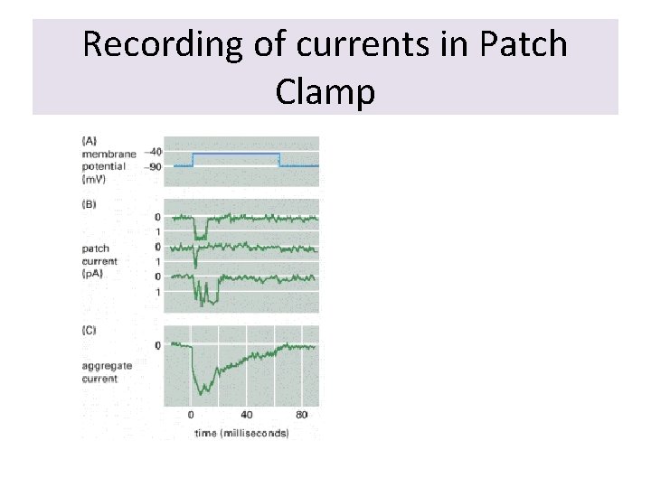 Recording of currents in Patch Clamp 