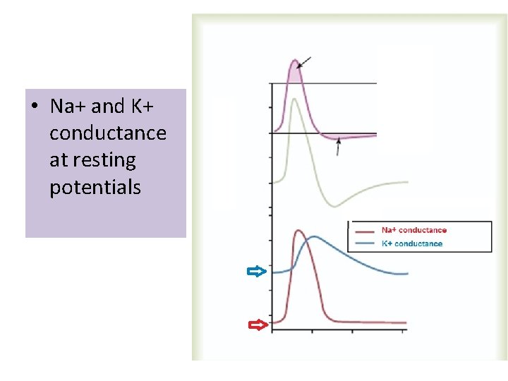  • Na+ and K+ conductance at resting potentials 