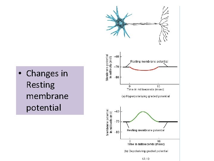  • Changes in Resting membrane potential 
