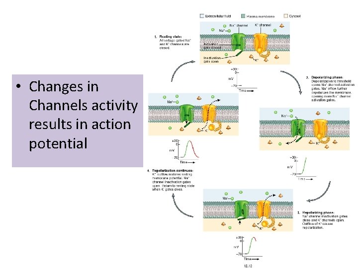  • Changes in Channels activity results in action potential 