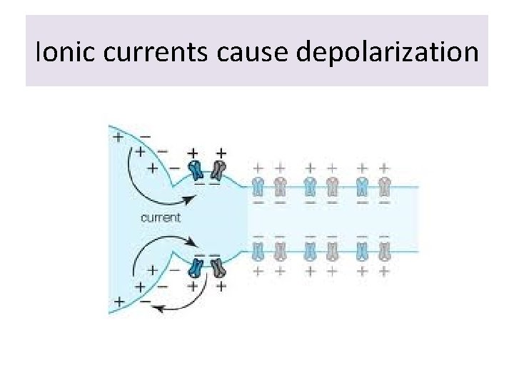 Ionic currents cause depolarization 