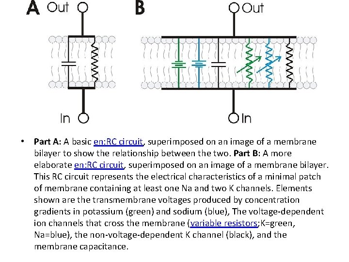  • Part A: A basic en: RC circuit, superimposed on an image of