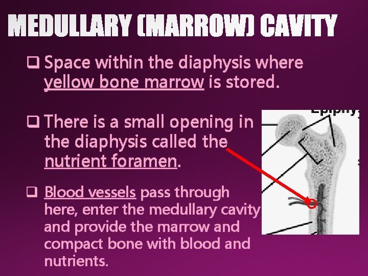 q Space within the diaphysis where yellow bone marrow is stored. q There is