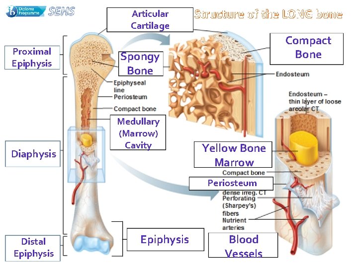 Articular Cartilage Proximal Epiphysis Diaphysis Compact Bone Spongy Bone Medullary (Marrow) Cavity Yellow Bone