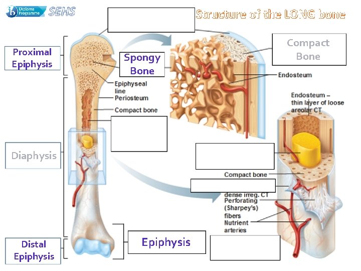 Proximal Epiphysis Spongy Bone Diaphysis Distal Epiphysis Compact Bone 