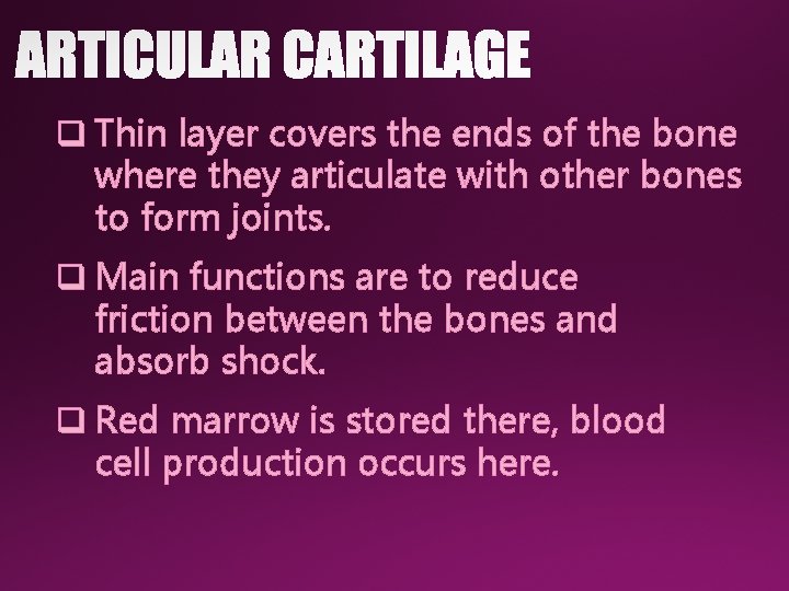 q Thin layer covers the ends of the bone where they articulate with other