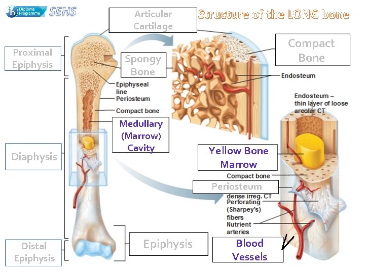 Articular Cartilage Proximal Epiphysis Diaphysis Compact Bone Spongy Bone Medullary (Marrow) Cavity Yellow Bone