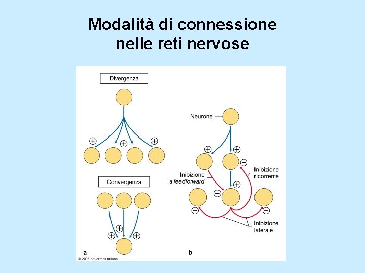 Modalità di connessione nelle reti nervose 