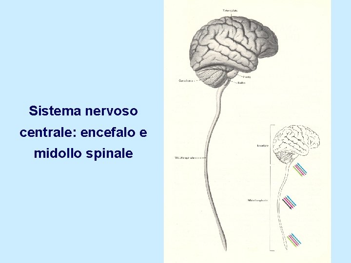 Sistema nervoso centrale: encefalo e midollo spinale 