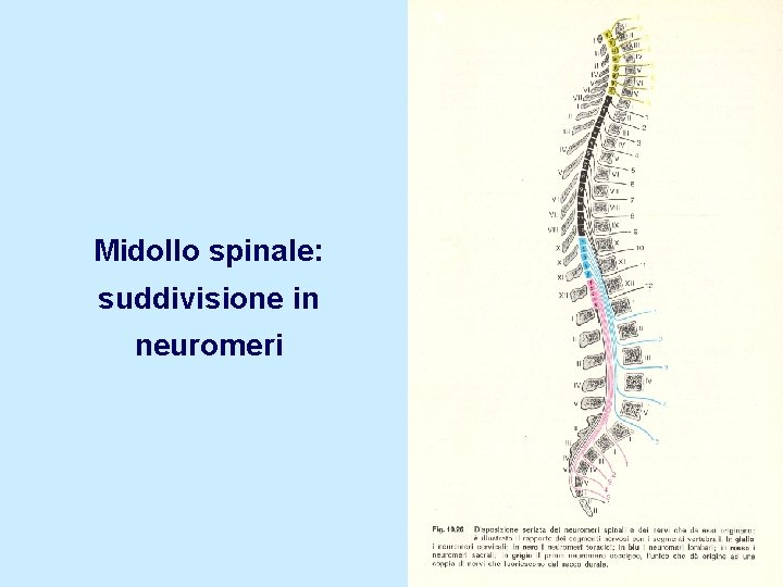 Midollo spinale: suddivisione in neuromeri 