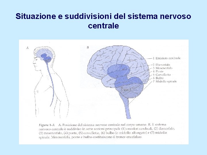 Situazione e suddivisioni del sistema nervoso centrale 