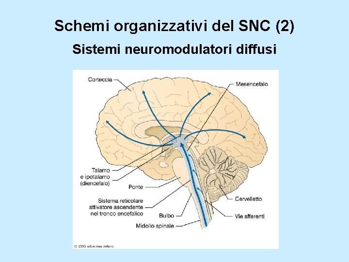 Schemi organizzativi del SNC (2) Sistemi neuromodulatori diffusi 
