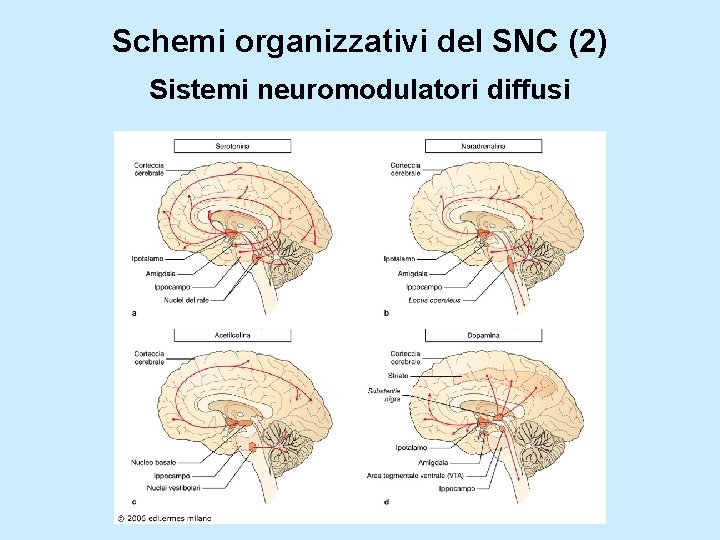 Schemi organizzativi del SNC (2) Sistemi neuromodulatori diffusi 