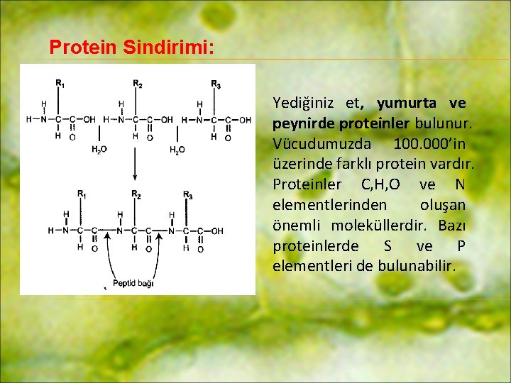 Protein Sindirimi: Yediğiniz et, yumurta ve peynirde proteinler bulunur. Vücudumuzda 100. 000’in üzerinde farklı