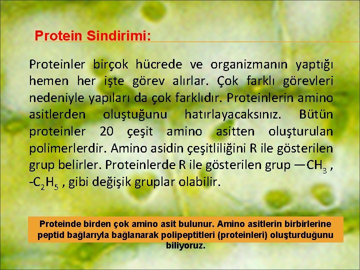 Protein Sindirimi: Proteinler birçok hücrede ve organizmanın yaptığı hemen her işte görev alırlar. Çok