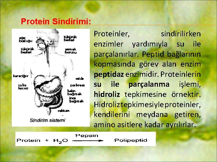 Protein Sindirimi: Proteinler, sindirilirken enzimler yardımıyla su ile parçalanırlar. Peptid bağlarının kopmasında görev alan