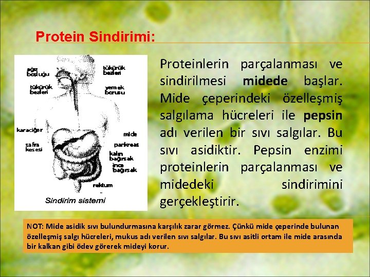 Protein Sindirimi: Proteinlerin parçalanması ve sindirilmesi midede başlar. Mide çeperindeki özelleşmiş salgılama hücreleri ile