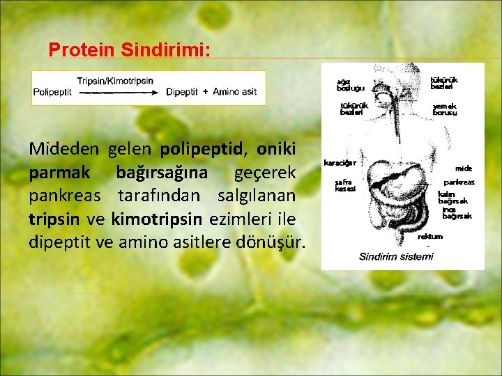 Protein Sindirimi: Mideden gelen polipeptid, oniki parmak bağırsağına geçerek pankreas tarafından salgılanan tripsin ve